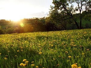 sun, grass, Meadow, Flowers