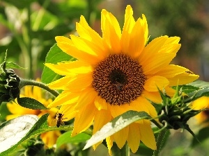 rays, sun, Sunflower