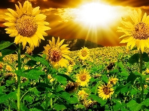 sun, rays, Nice sunflowers, Mountains