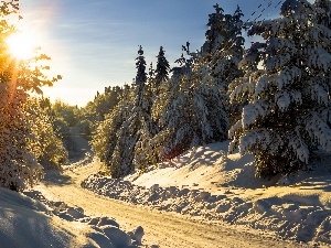 sun, rays, Way, winter, forest