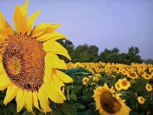 Sunflower, Field