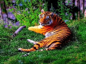 tiger, lying, trees, viewes