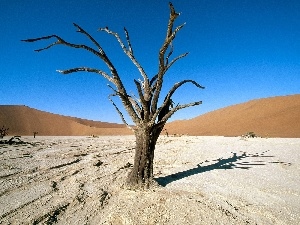 trees, Desert, dry, Africa, Ascension, Areas