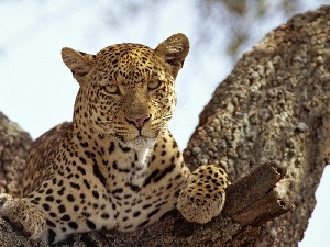Leopards, trees, Resting