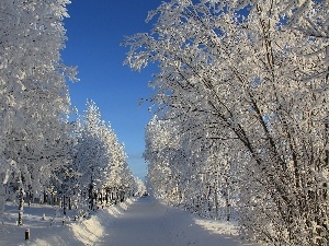trees, frosty, winter, viewes, Way