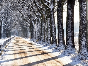 trees, hedge, winter, Way