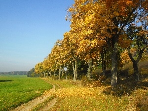 viewes, trees, Field, autumn, Way