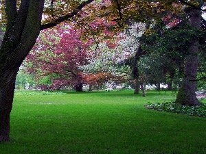 viewes, trees, Park, color