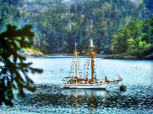 viewes, trees, Gulf, sailing vessel