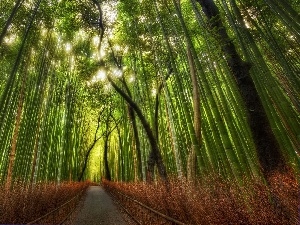 forest, Way, bamboo