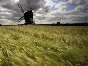 cereals, Windmill, Ears