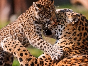 young, leopardess