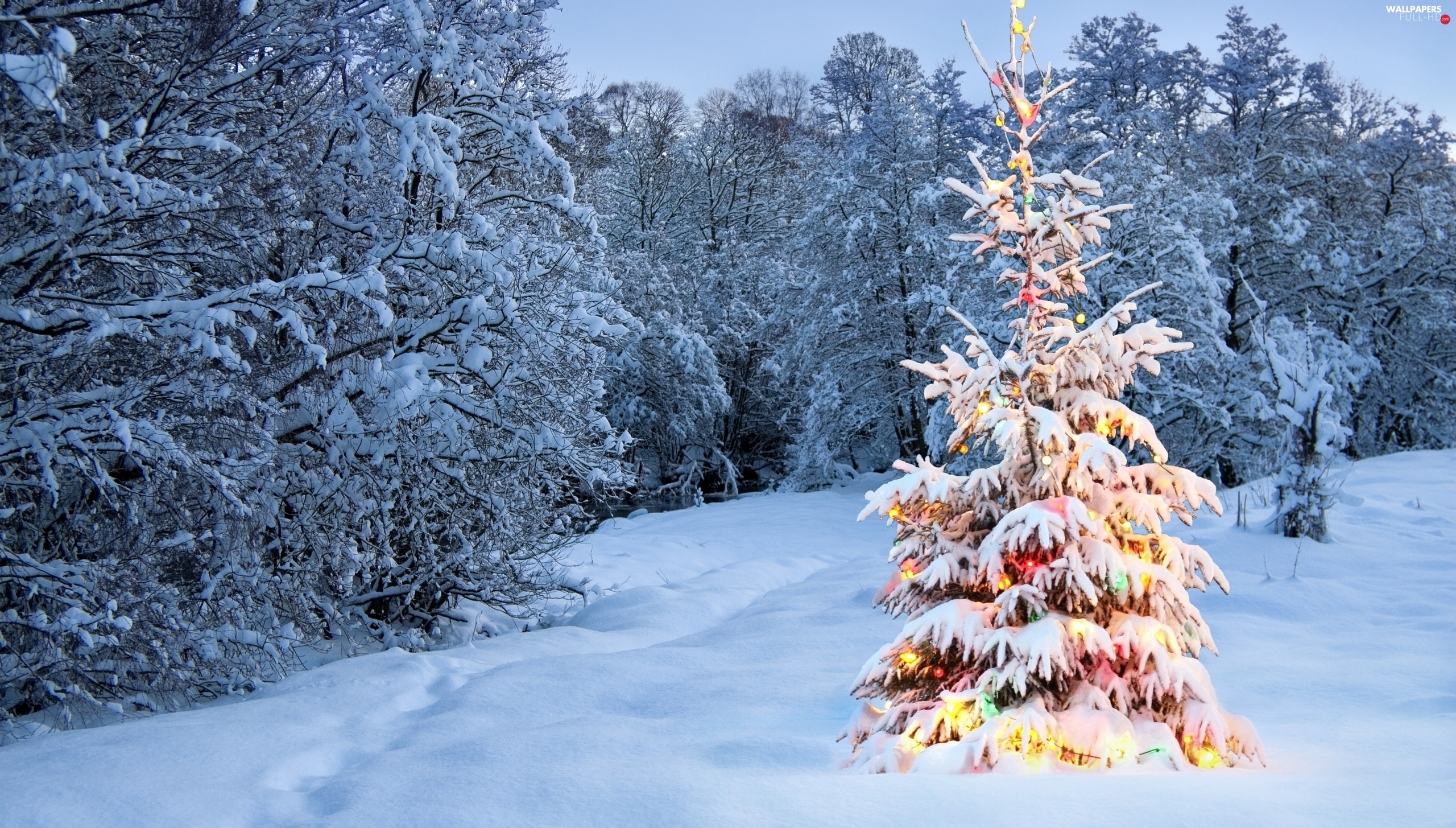winter, christmas tree, Spruces, decorated - Full HD Wallpapers: 2560x1455